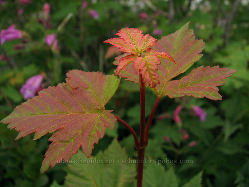 Douglas' maple leaves (Acer glabrum var. douglasii) [Ed's Trail, Silver Star Mountain, Gifford Pinchot Nat'l Forest, Skamania, Washington]