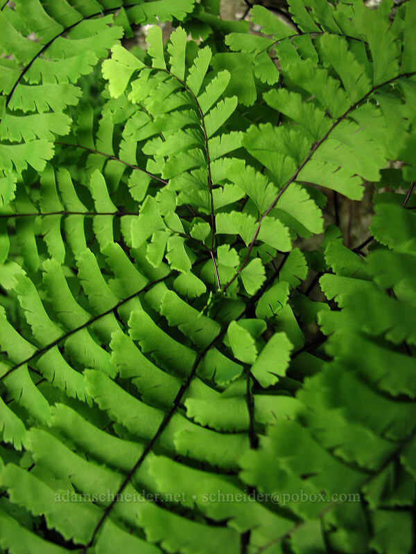 maidenhair fern (Adiantum aleuticum) [Ed's Trail, Silver Star Mountain, Gifford Pinchot Nat'l Forest, Skamania, Washington]