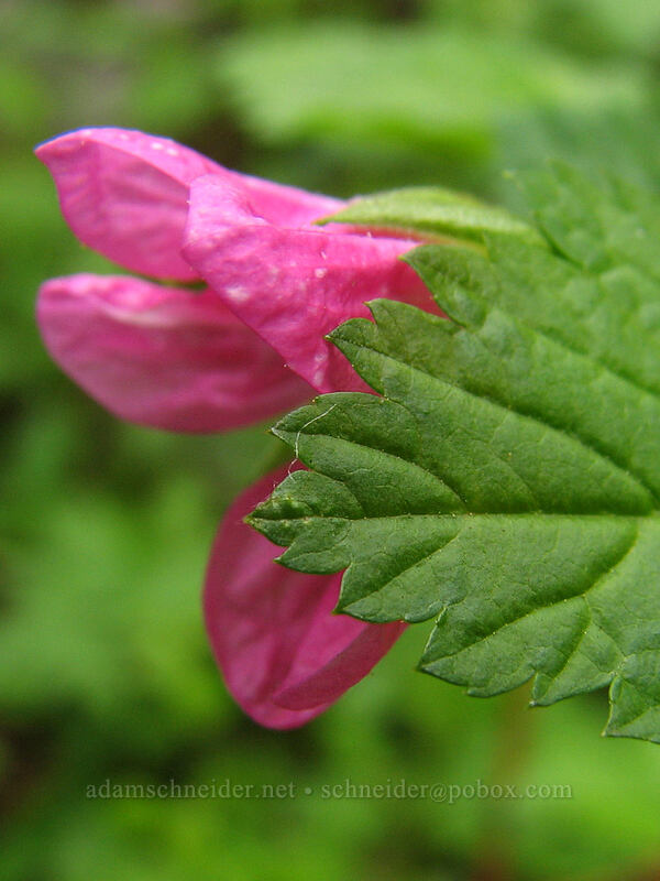 salmonberry flower (Rubus spectabilis) [Ed's Trail, Silver Star Mountain, Gifford Pinchot Nat'l Forest, Skamania, Washington]
