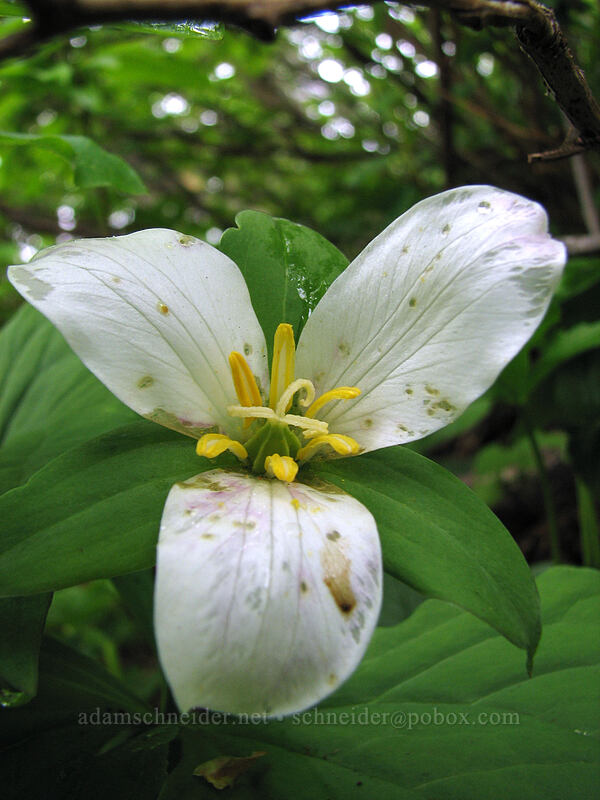 trillium (Trillium ovatum) [Ed's Trail, Silver Star Mountain, Gifford Pinchot Nat'l Forest, Skamania, Washington]