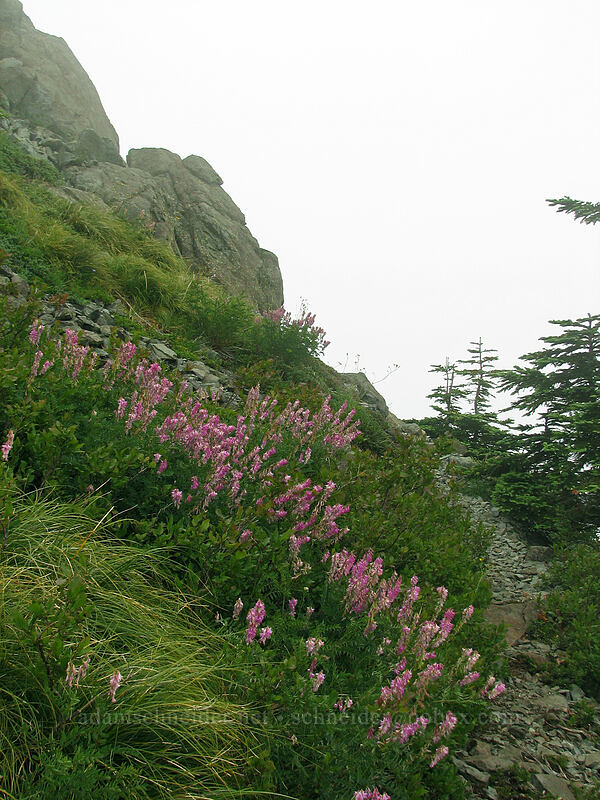 Western sweet-vetch (Hedysarum occidentale) [Ed's Trail, Silver Star Mountain, Gifford Pinchot Nat'l Forest, Skamania, Washington]