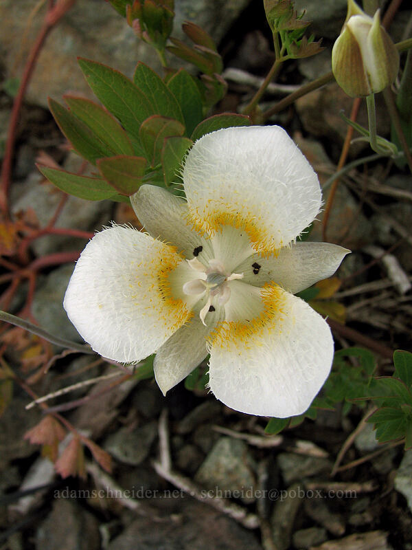 subalpine mariposa lily (Calochortus subalpinus) [Ed's Trail, Silver Star Mountain, Gifford Pinchot Nat'l Forest, Skamania, Washington]