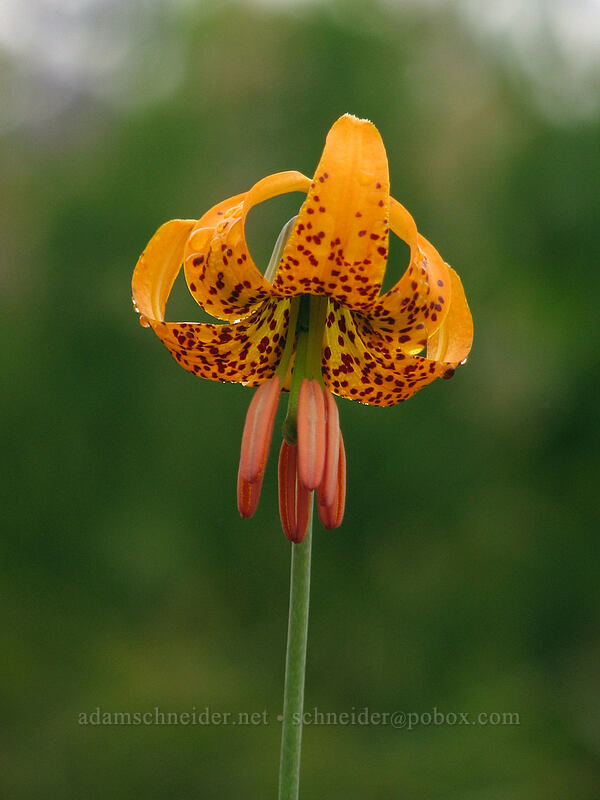 tiger lily (Lilium columbianum) [Ed's Trail, Silver Star Mountain, Gifford Pinchot Nat'l Forest, Skamania, Washington]