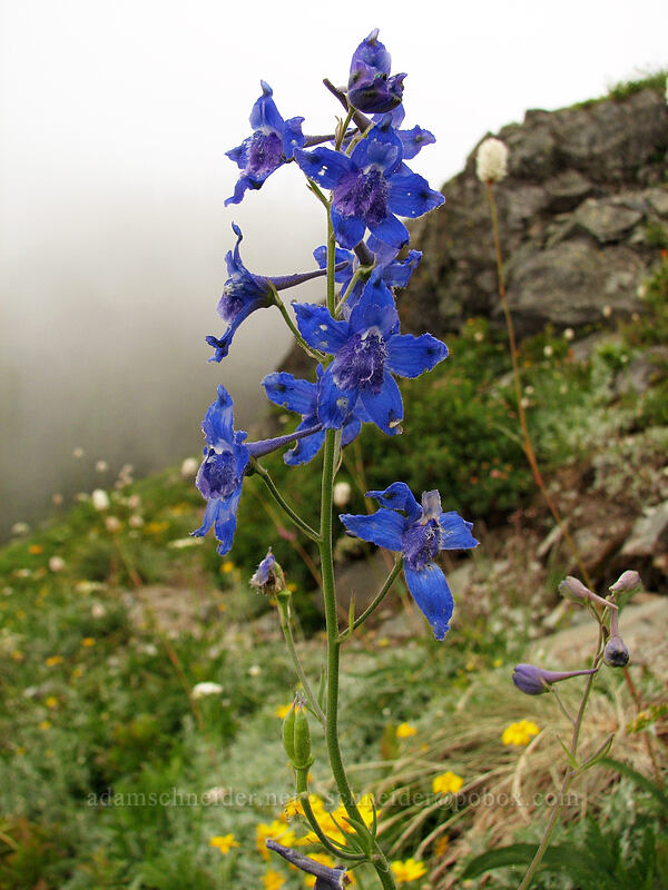 larkspur (Delphinium menziesii) [Ed's Trail, Silver Star Mountain, Gifford Pinchot Nat'l Forest, Skamania, Washington]