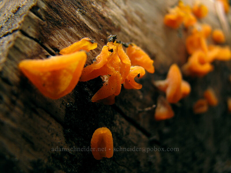 orange jelly cone fungus (Guepiniopsis alpina (Heterotextus alpinus)) [Ed's Trail, Silver Star Mountain, Gifford Pinchot Nat'l Forest, Skamania, Washington]