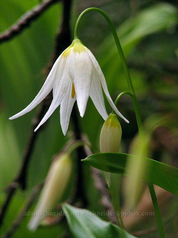 avalanche lily (Erythronium montanum) [Silver Star Mountain trail, Gifford Pinchot Nat'l Forest, Skamania, Washington]