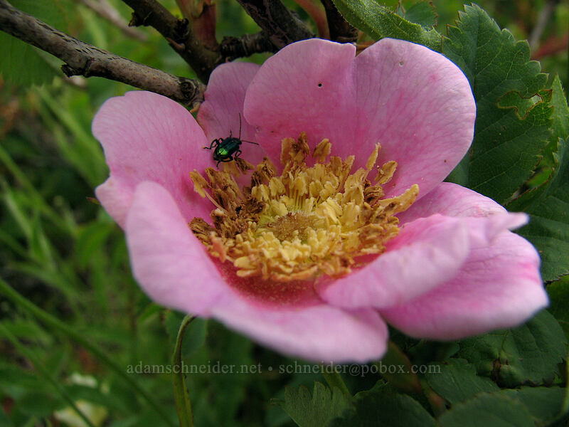 Nootka rose (Rosa nutkana) [Silver Star Mountain trail, Gifford Pinchot Nat'l Forest, Skamania, Washington]