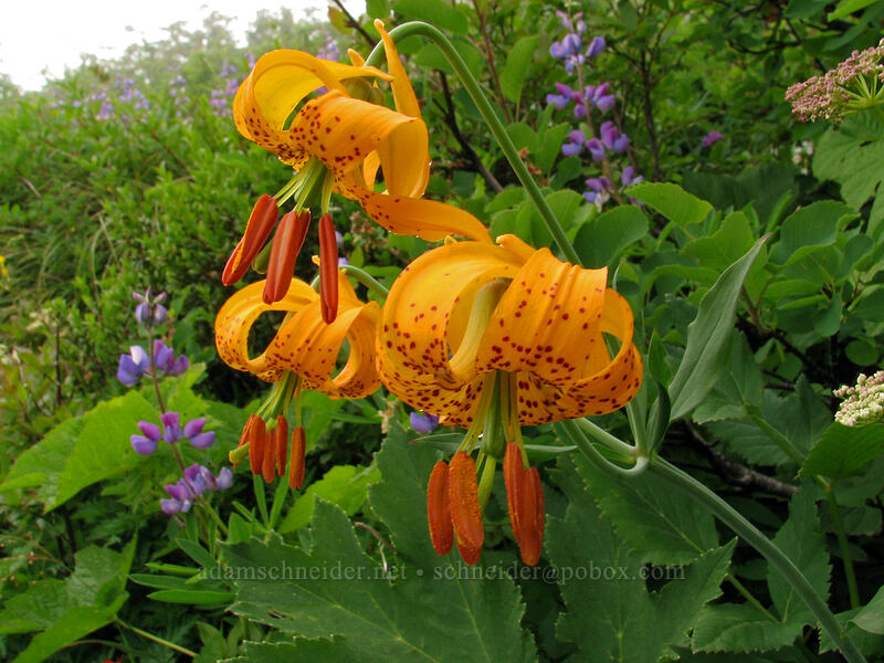 tiger lilies (Lilium columbianum) [Silver Star Mountain trail, Gifford Pinchot Nat'l Forest, Skamania, Washington]