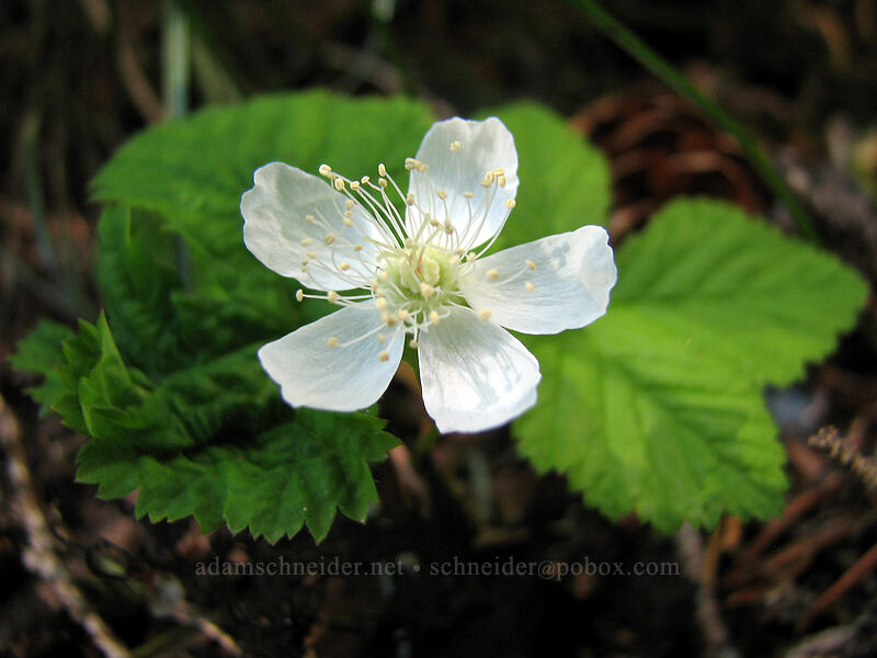 dwarf bramble (Rubus lasiococcus) [Vista Ridge Trail, Mt. Hood National Forest, Hood River, Oregon]