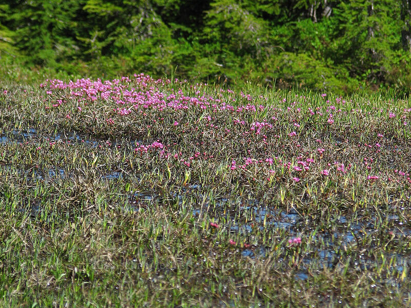 western bog-laurel (Kalmia microphylla (Kalmia polifolia ssp. microphylla)) [Wy'east Basin, Mt. Hood Wilderness, Hood River, Oregon]