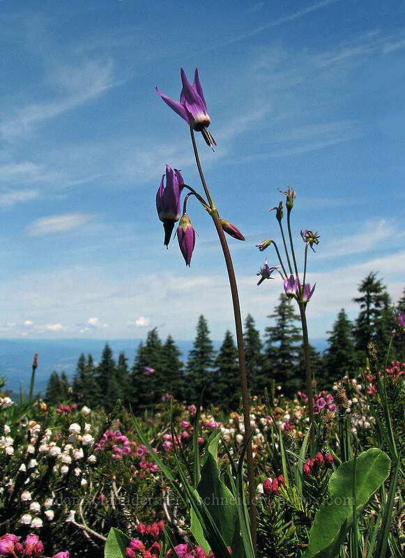 shooting stars & mountain heather (Dodecatheon jeffreyi (Primula jeffreyi), Phyllodoce empetriformis, Cassiope mertensiana) [Wy'east Basin, Mt. Hood Wilderness, Hood River, Oregon]