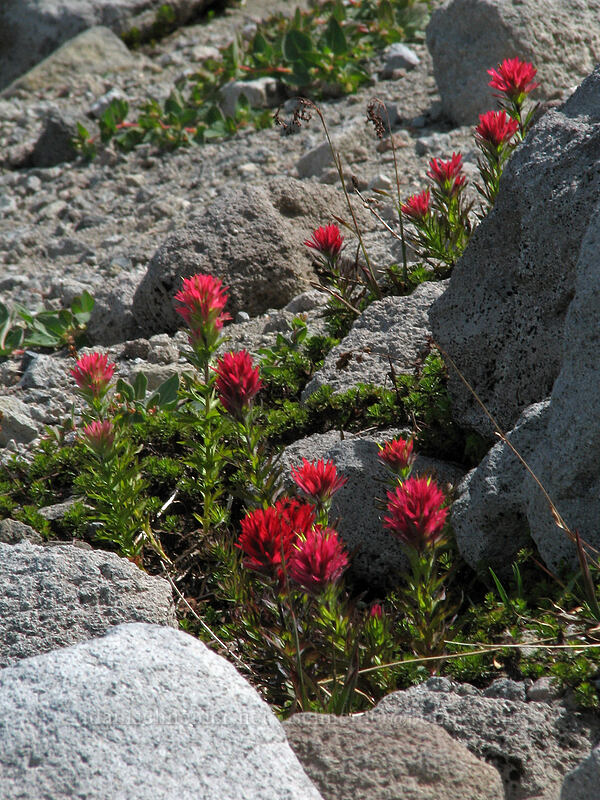 magenta paintbrush (Castilleja parviflora var. oreopola) [Barrett Spur Trail, Mt. Hood Wilderness, Hood River, Oregon]