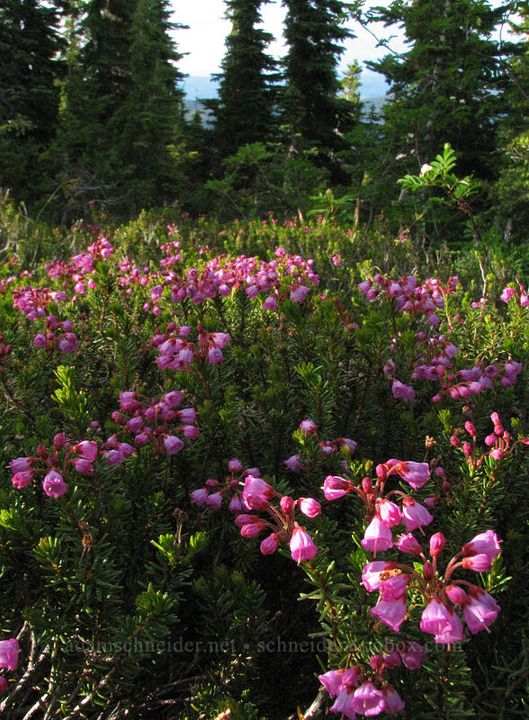 pink mountain heather (Phyllodoce empetriformis) [Vista Ridge Trail, Mt. Hood Wilderness, Hood River, Oregon]