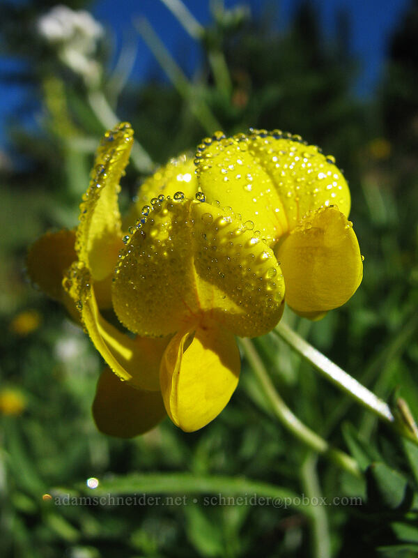 dew on birds-foot trefoil (Lotus corniculatus) [Mount Hood Meadows, Mt. Hood National Forest, Hood River, Oregon]