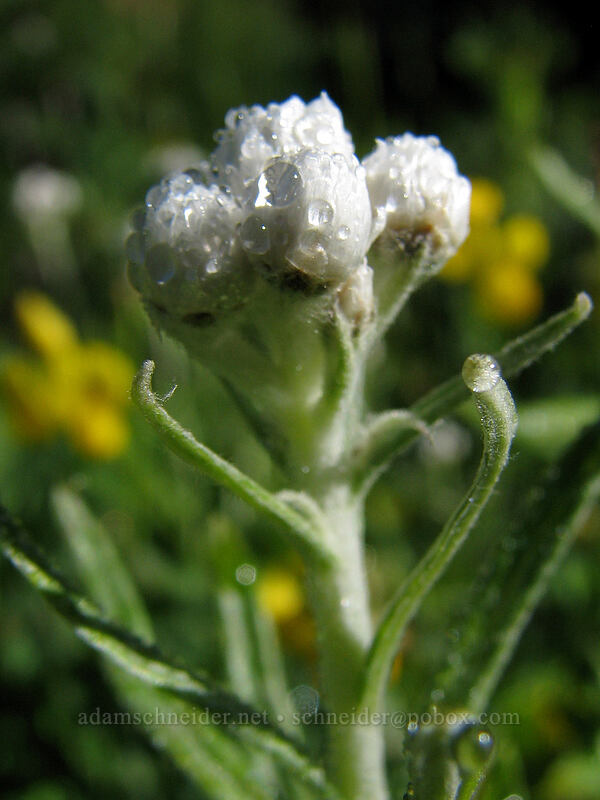 dew on pearly everlasting (Anaphalis margaritacea) [Mount Hood Meadows, Mt. Hood National Forest, Hood River, Oregon]