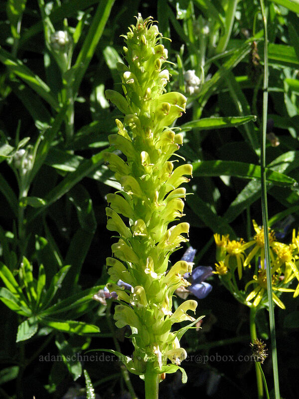 towering lousewort (Pedicularis bracteosa) [Mount Hood Meadows, Mt. Hood National Forest, Hood River, Oregon]
