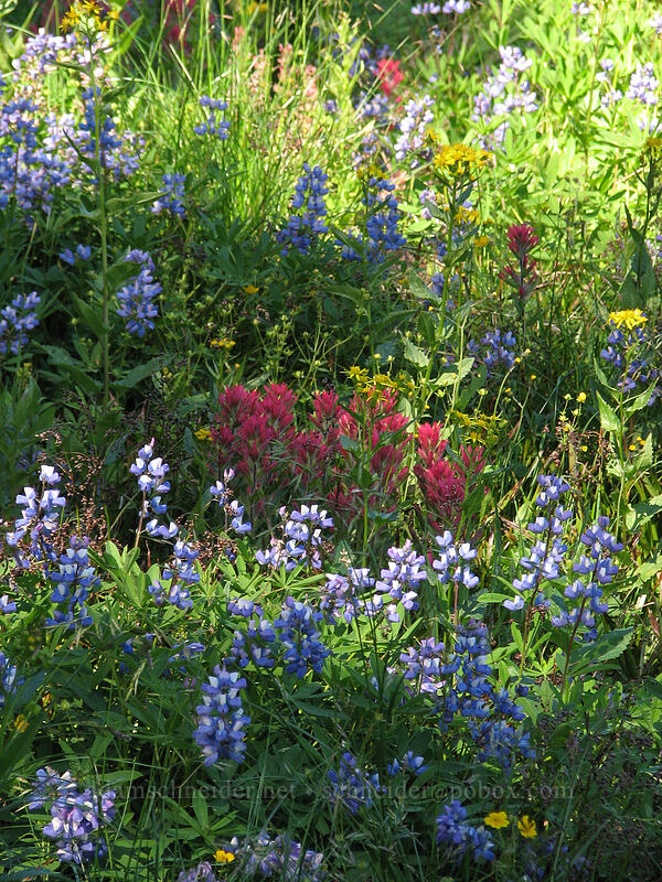 lupines & paintbrush (Lupinus latifolius, Castilleja parviflora var. oreopola) [Mount Hood Meadows, Mt. Hood National Forest, Hood River, Oregon]