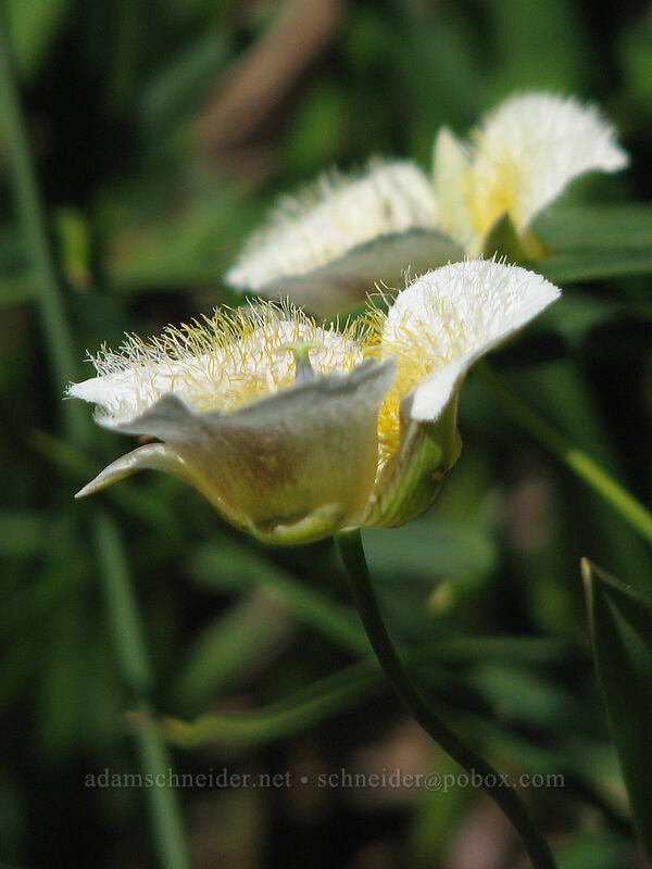 subalpine mariposa lily (Calochortus subalpinus) [Mount Hood Meadows, Mt. Hood National Forest, Hood River, Oregon]