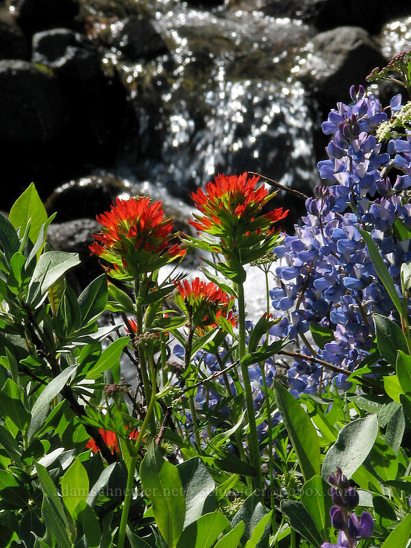 Suksdorf's paintbrush & lupines (Castilleja suksdorfii, Lupinus latifolius) [Timberline Trail, Mt. Hood National Forest, Hood River, Oregon]