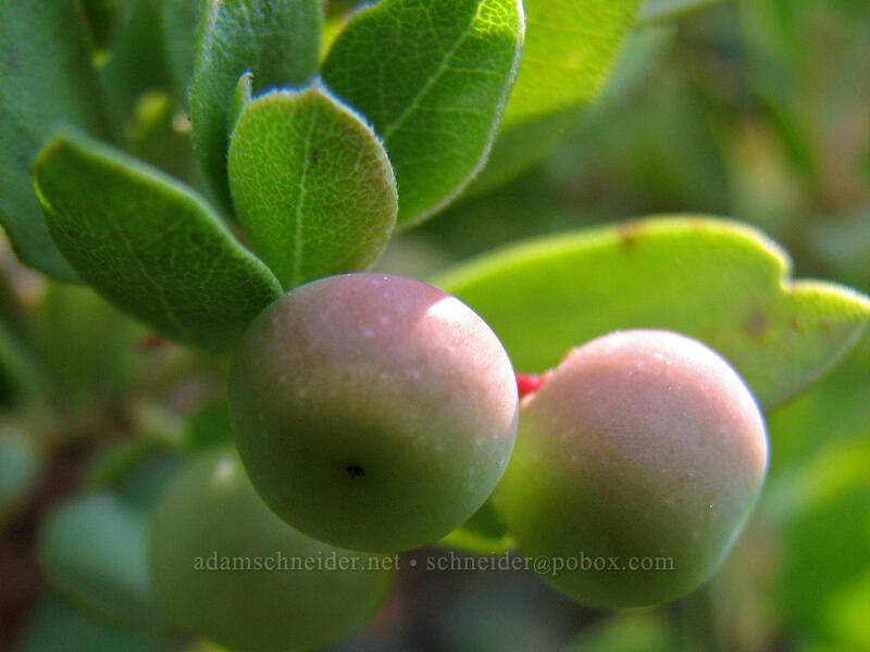pinemat manzanita berries (Arctostaphylos nevadensis) [Timberline Trail, Mt. Hood National Forest, Hood River, Oregon]