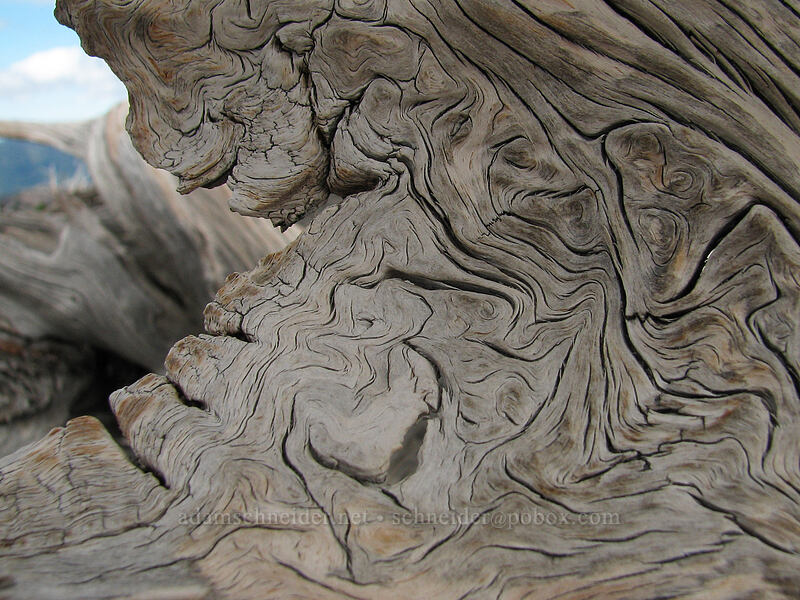 patterns in pine bark (Pinus albicaulis) [Newton-Clark Ridge, Mt. Hood National Forest, Hood River, Oregon]