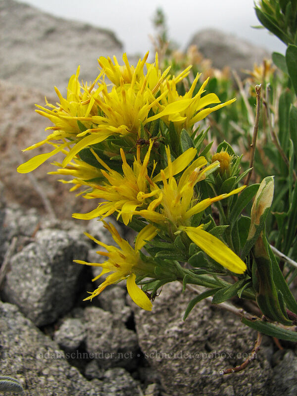 Greene's goldenweed (Ericameria greenei (Haplopappus greenei)) [Newton-Clark Ridge, Mt. Hood National Forest, Hood River, Oregon]