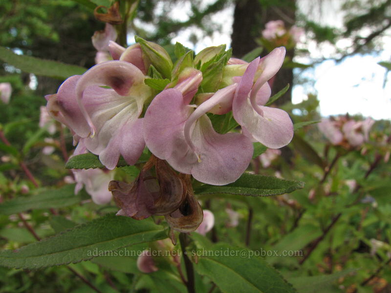 sickle-top lousewort (Pedicularis racemosa) [Newton-Clark Ridge, Mt. Hood National Forest, Hood River, Oregon]