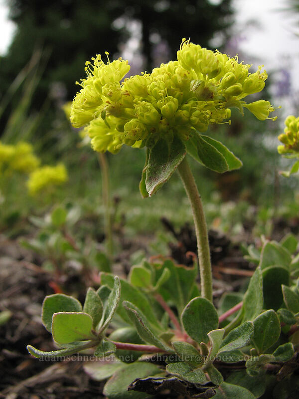 buckwheat (Eriogonum sp.) [Newton-Clark Ridge, Mt. Hood National Forest, Hood River, Oregon]