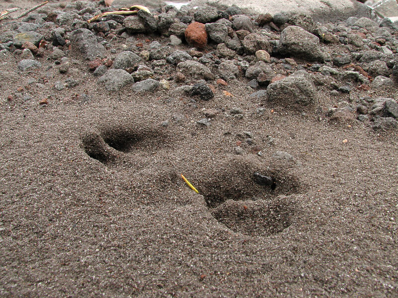 elk or deer tracks [TImberline Trail, Mt. Hood National Forest, Hood River, Oregon]