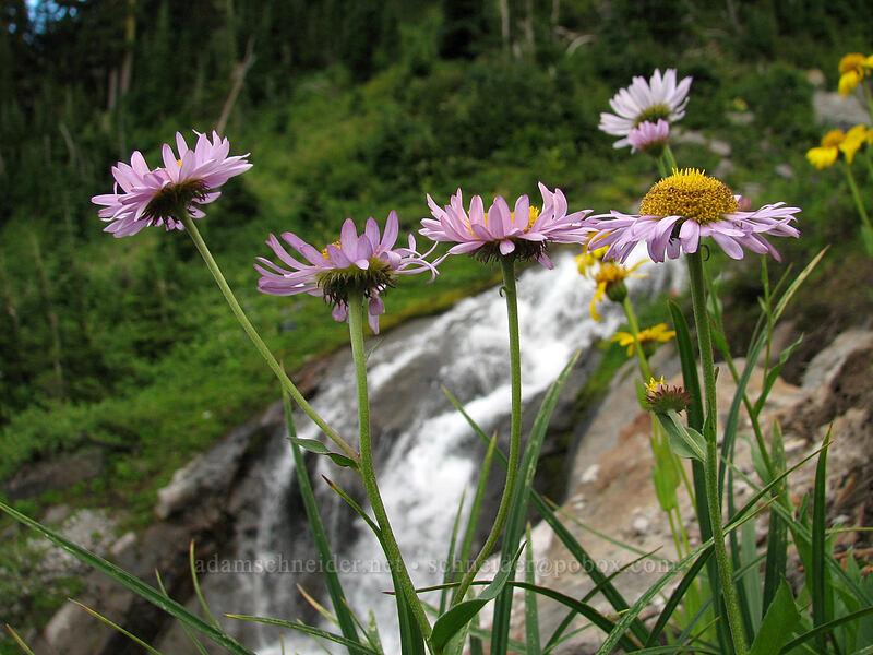 subalpine fleabane (Erigeron glacialis var. glacialis) [TImberline Trail, Mt. Hood National Forest, Hood River, Oregon]