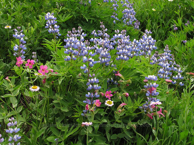 lupine, monkeyflower, & fleabane (Lupinus latifolius, Erythranthe lewisii (Mimulus lewisii)) [TImberline Trail, Mt. Hood National Forest, Hood River, Oregon]