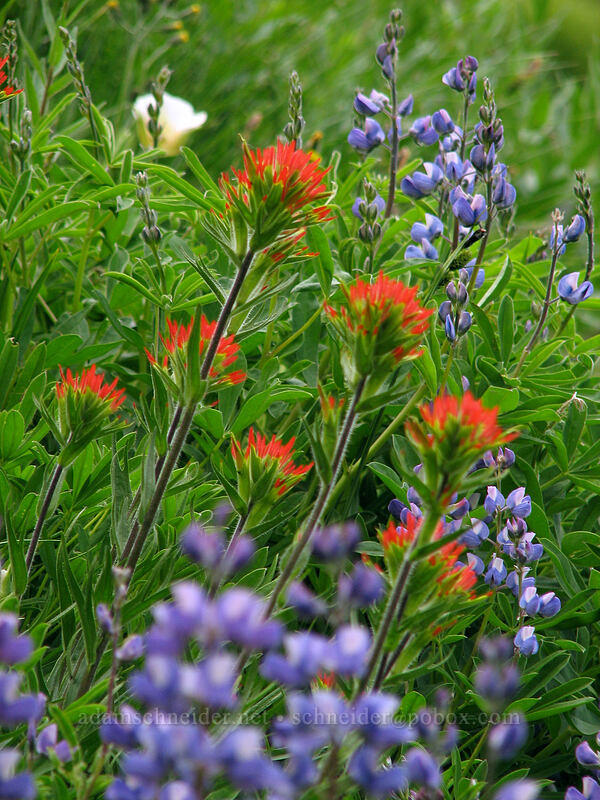 Suksdorf's paintbrush & lupine (Castilleja suksdorfii, Lupinus latifolius) [TImberline Trail, Mt. Hood National Forest, Hood River, Oregon]