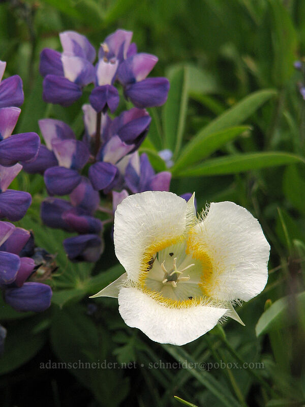 cat's-ear lily & lupine (Calochortus subalpinus, Lupinus latifolius) [TImberline Trail, Mt. Hood National Forest, Hood River, Oregon]