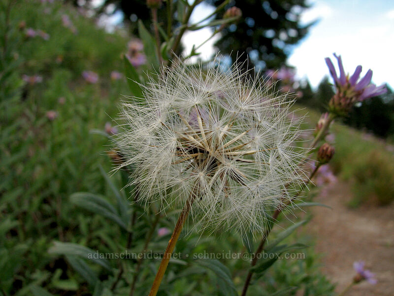 DYC seeds [Mount Hood Meadows, Mt. Hood National Forest, Hood River, Oregon]