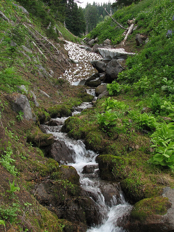 snow in a stream [Mount Hood Meadows, Mt. Hood National Forest, Hood River, Oregon]