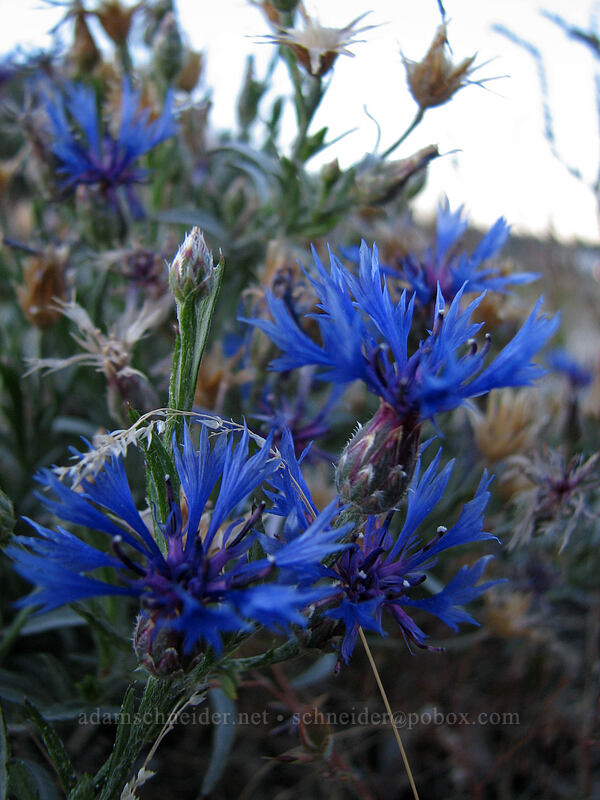 bachelor's buttons (Centaurea cyanus) [South Weed Blvd., Weed, Siskiyou County, California]