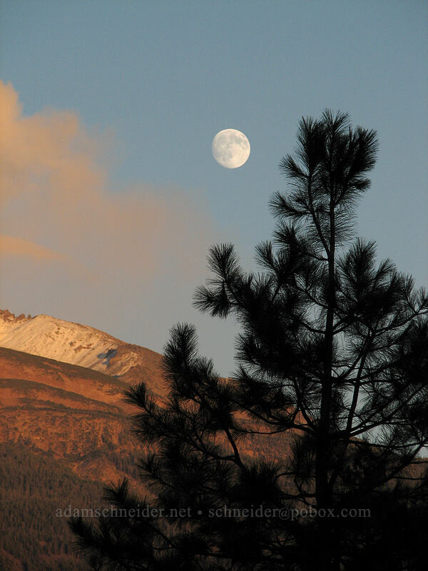 moonrise over Mt. Shasta & a pine tree [South Weed Blvd., Weed, Siskiyou County, California]