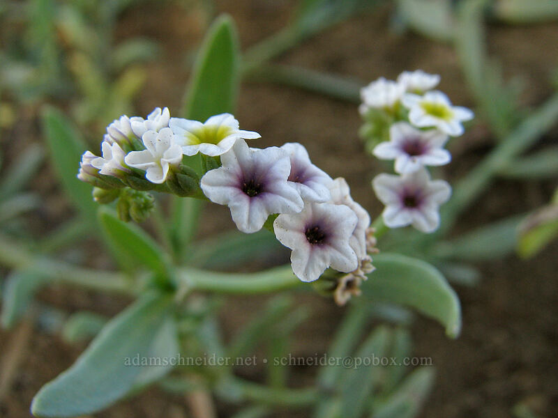salt heliotrope (Heliotropium curassavicum) [Estero San Jose, San Jose del Cabo, Los Cabos, Baja California Sur, Mexico]