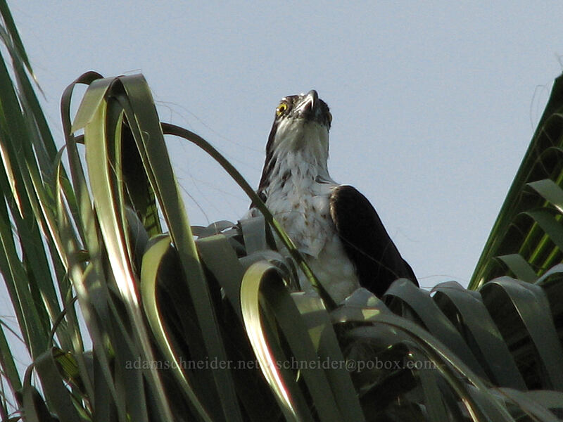 osprey in a palm tree (Pandion haliaetus) [Estero San Jose, San Jose del Cabo, Los Cabos, Baja California Sur, Mexico]