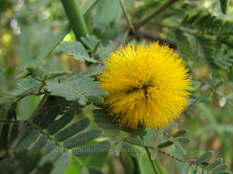 acacia flower (huisache) (Vachellia farnesiana) [Estero San Jose, San Jose del Cabo, Los Cabos, Baja California Sur, Mexico]