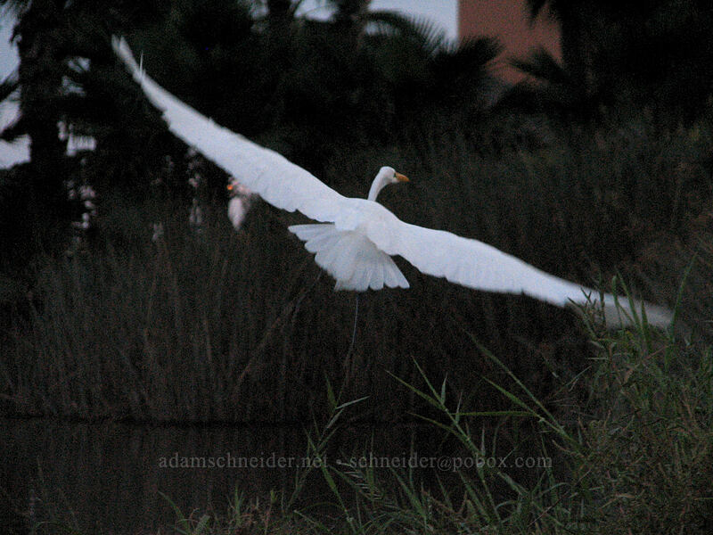 great egret (Ardea alba) [Estero San Jose, San Jose del Cabo, Los Cabos, Baja California Sur, Mexico]