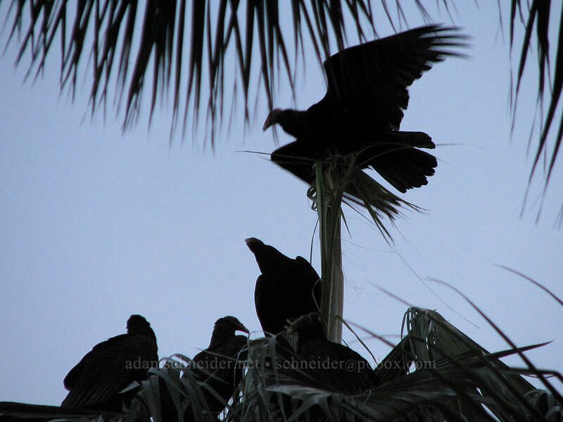 turkey vultures (Cathartes aura) [El Presidente Hotel, San Jose del Cabo, Los Cabos, Baja California Sur, Mexico]