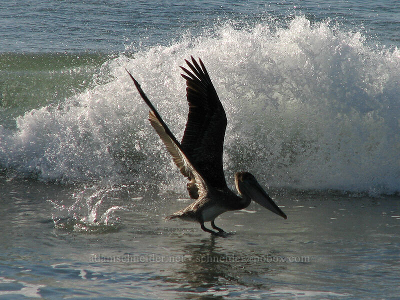 brown pelican (Pelecanus occidentalis) [Playa Hotelera, San Jose del Cabo, Los Cabos, Baja California Sur, Mexico]