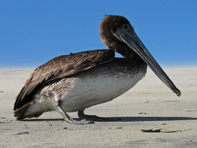 brown pelican (Pelecanus occidentalis) [Estero San Jose, San Jose del Cabo, Los Cabos, Baja California Sur, Mexico]