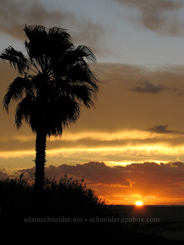 palm tree at sunrise [El Presidente Hotel, San Jose del Cabo, Baja California Sur, Mexico]