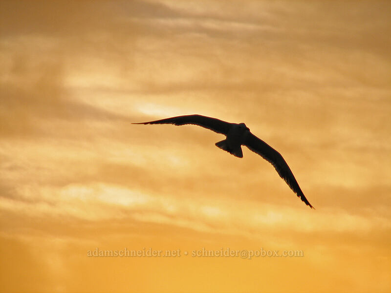 seagull at sunrise (Larus sp.) [Playa Hotelera, San Jose del Cabo, Los Cabos, Baja California Sur, Mexico]
