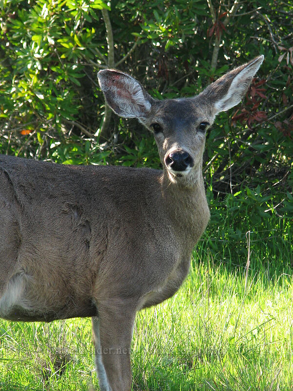 mule deer (Odocoileus hemionus) [UCSC, south of Oakes College, Santa Cruz, California]