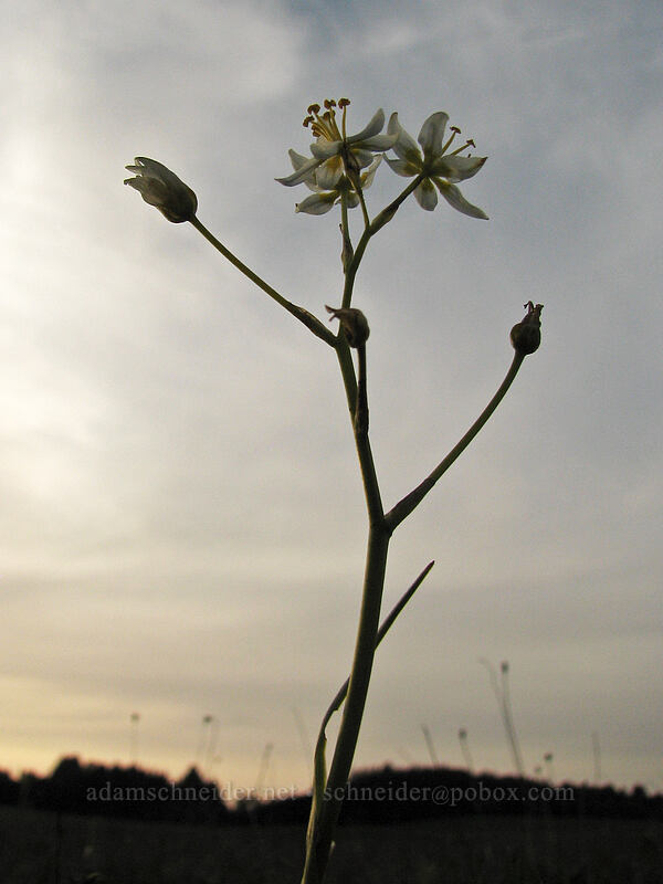 Fremont's star lily (Toxicoscordion fremontii (Zigadenus fremontii)) [Mima Meadow, UCSC, Santa Cruz, California]