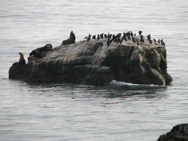 sea lions and cormorants on Seal Rock (Zalophus californianus, Phalacrocorax penicillatus) [West Cliff Drive, Santa Cruz, California]
