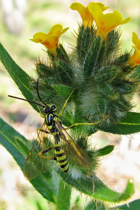 wasp on fiddleneck (Banchus sp., Amsinckia menziesii) [Cherry Orchard Trailhead, Lyle, Klickitat County, Washington]